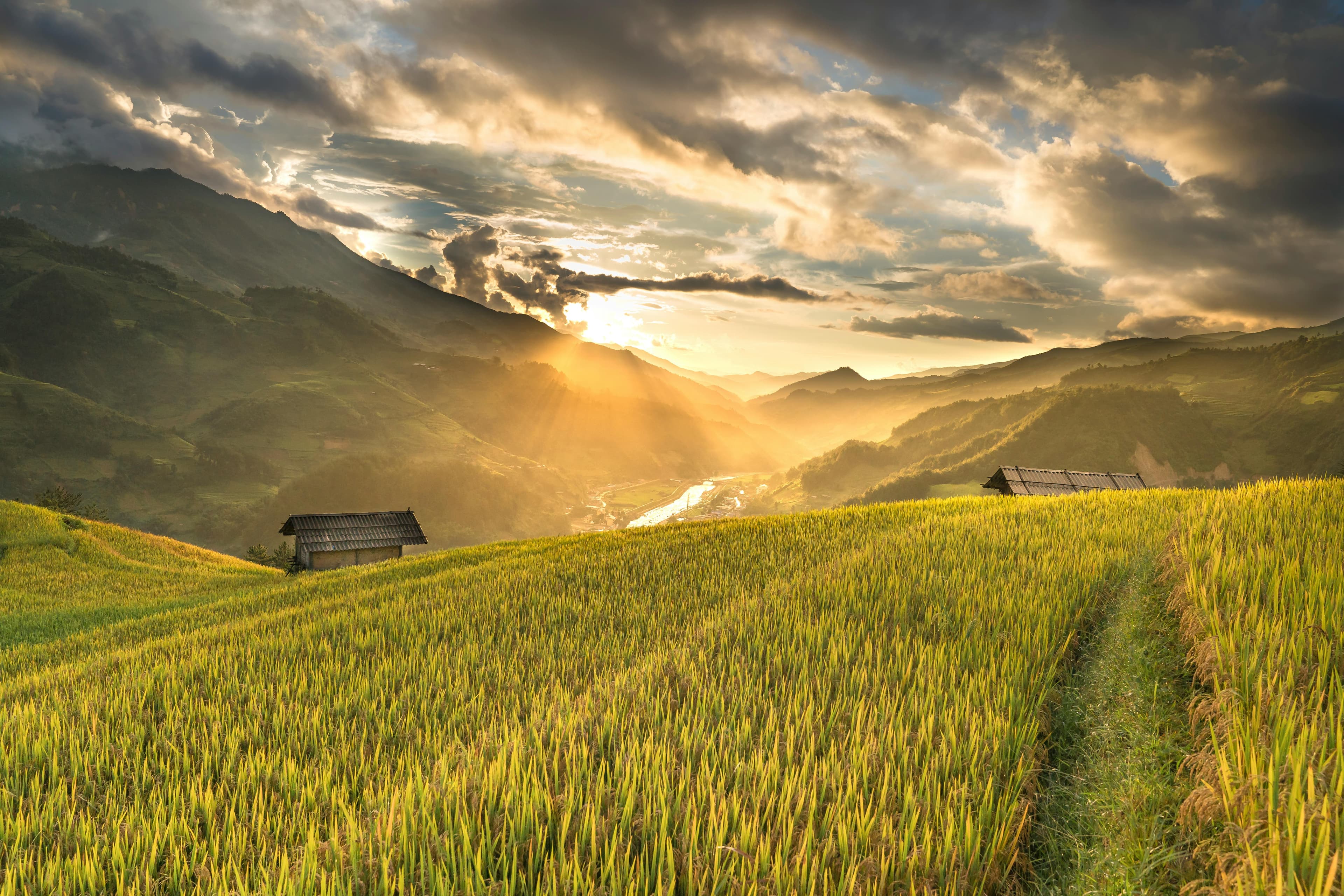 Agriculture & Plantations